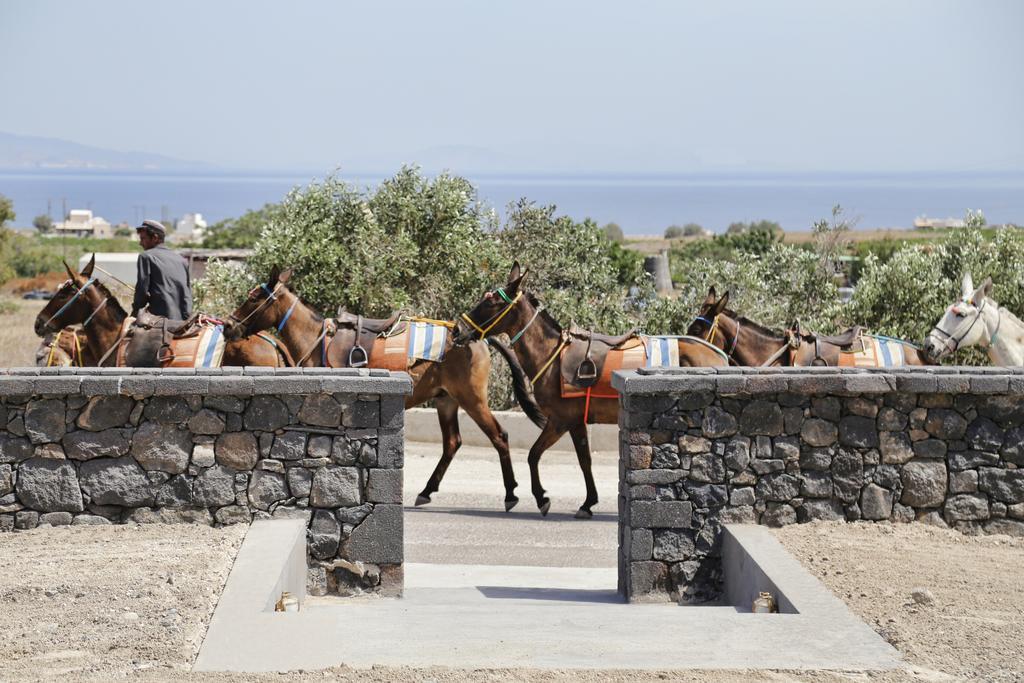 Vino Houses Santorini Foinikia  Exterior photo